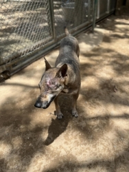 469432797_905716111707084_6424238366155163785_n.jpg - Save animals hurt from accident  ทำบุญวันพ่อ ทำบุญวันเกิด ร่วมช่วยสี่ขา | https://www.santisookdogandcat.org