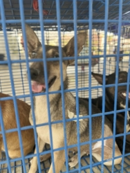 485965991_977531351192226_3793586925331477213_n.jpg - Trap neuter return By Santisook dogs and cats rescue ทำหมันอำเภอเกาะคา จังหวัดลำปาง  จบลงที่ 111 ตัว | https://www.santisookdogandcat.org