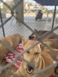 486109241_977531344525560_1586505742308944093_n.jpg - Trap neuter return By Santisook dogs and cats rescue ทำหมันอำเภอเกาะคา จังหวัดลำปาง  จบลงที่ 111 ตัว | https://www.santisookdogandcat.org