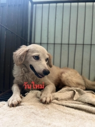 487393721_983509467261081_3806991079413326471_n.jpg - update สุนัข หลังจากที่ทางเราได้รับช่วยสุนัขจากอำเภอดอยหล่อ มารักษาตัว เบื้องต้นสุนัขเป็นเพศผู้ ตัวเ | https://www.santisookdogandcat.org