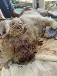492248622_1000201945591833_8996530888840176376_n.jpg - update ผล X-ray ไม่มีส่วนใดในร่างกายหัก แต่สมองได้รับการกระแทกอย่างแรง ทำให้ระบบประสาทมีปัญหา | https://www.santisookdogandcat.org