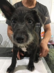 70939945_385230248816855_2082599899181875200_n.jpg - Adopt only please พิกัดอำเภอดอยสะเก็ด ”เชียงใหม่” ลูกสุนัขไร้บ้าน อายุ 3 เดือน เพศผู้ทั้ง 2 ตัว พันธุ์ผสมตัวใหญ่ ทำวัคซีนเข็มแรก ถ่ายพยาธิ สุขภาพแข็งแรง ติดคน พร้อมไปบ้านใหม่น้องหมาพักอยู่ที่บ้านแมวสันติสุขดอยสะเก็ด | https://www.santisookdogandcat.org