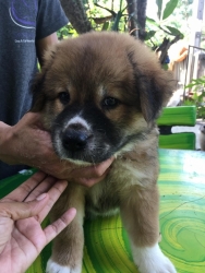 71050181_385230312150182_742149479502708736_n.jpg - Adopt only please พิกัดอำเภอดอยสะเก็ด ”เชียงใหม่” ลูกสุนัขไร้บ้าน อายุ 3 เดือน เพศผู้ทั้ง 2 ตัว พันธุ์ผสมตัวใหญ่ ทำวัคซีนเข็มแรก ถ่ายพยาธิ สุขภาพแข็งแรง ติดคน พร้อมไปบ้านใหม่น้องหมาพักอยู่ที่บ้านแมวสันติสุขดอยสะเก็ด | https://www.santisookdogandcat.org