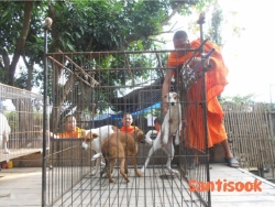 498640103_1017290957216265_5068868908652089651_n.jpg - Spay/Neuter Dogs and Cats  local Temple in Sanpatong Chiang Mai | https://www.santisookdogandcat.org