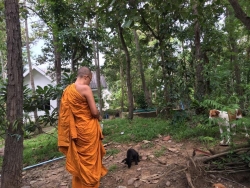 499067872_1017290960549598_6729111922508058627_n.jpg - Spay/Neuter Dogs and Cats  local Temple in Sanpatong Chiang Mai | https://www.santisookdogandcat.org