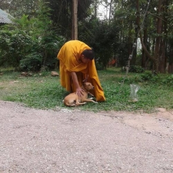 499410262_1017290903882937_5129059141627552974_n.jpg - Spay/Neuter Dogs and Cats  local Temple in Sanpatong Chiang Mai | https://www.santisookdogandcat.org