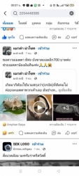 503867125_1029440616001299_7971199087312334796_n.jpg - มิจฉาชีพห้ามโอน สุนัขตัวนี้ อยู่ที่ มูลนิธิสันติสุขเพื่อสุนัขและแมวจรจัด เชียงใหม่ | https://www.santisookdogandcat.org