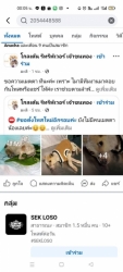 504090240_1029440672667960_5117920839781456873_n.jpg - มิจฉาชีพห้ามโอน สุนัขตัวนี้ อยู่ที่ มูลนิธิสันติสุขเพื่อสุนัขและแมวจรจัด เชียงใหม่ | https://www.santisookdogandcat.org