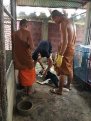 504304807_1029657589312935_1971573885394582472_n.jpg - โครงการทำหมันฟรีสุนัขและแมวจรจัด โดยมูลนิธิสันติสุขเพื่อสุนัขและแมวจรจัด | https://www.santisookdogandcat.org