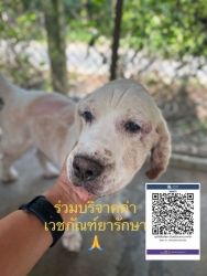 498242787_1030450585900302_171861158475186866_n.jpg - update ลุงsunny สุนัขถูกปล่อยทิ้ง จากป่าซาง หลังจากที่เรารับช่วยเหลือลุงมารักษาตัว | https://www.santisookdogandcat.org