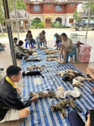 514236392_1049212697357424_1443097920461757546_n.jpg - โครงการจับ-ทำหมัน-ปล่อย (Trap Neuter and Return) ทำหมันทั้งหมด 143 ตัว | https://www.santisookdogandcat.org