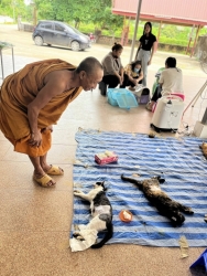 514413240_1049212424024118_6762991356581210348_n.jpg - โครงการจับ-ทำหมัน-ปล่อย (Trap Neuter and Return) ทำหมันทั้งหมด 143 ตัว | https://www.santisookdogandcat.org