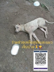 517467377_1059240863021274_5301541596468197997_n.jpg - สุนัขป่วย (อำเภอปาย)  สุนัขตัวนี้ป่วย ไม่สามารถลุกได้ มีก้อนเนื้อที่อวัยวะเพศ นอนร้องครวญครางโดยไม่ท | https://www.santisookdogandcat.org