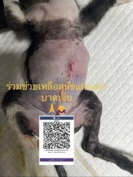 518104145_1059403896338304_2955870261850177147_n.jpg - อัปเดตมิ้วน้อย ❤️ เจ้าเมี้ยวน้อย ที่ตกจากรถกลางถนน หลังจากเข้ารับการผ่าตัดและอยู่โรงพยาบาล 21 วันเต็ | https://www.santisookdogandcat.org