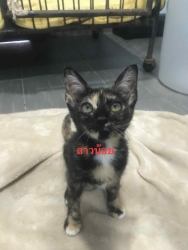 530920447_1082882140657146_2180325193899581308_n.jpg - มิ้วๆ ทั้งหลายหาบ้าน วัคซีนฟรี ทำหมันฟรี ส่งฟรี ในพื้นที่ใกล้เคียง | https://www.santisookdogandcat.org