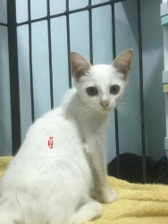 532041915_1082880823990611_2659907568751968658_n.jpg - มิ้วๆ ทั้งหลายหาบ้าน วัคซีนฟรี ทำหมันฟรี ส่งฟรี ในพื้นที่ใกล้เคียง | https://www.santisookdogandcat.org