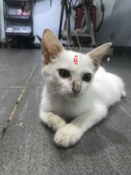 533228474_1082881193990574_9093097443523165899_n.jpg - มิ้วๆ ทั้งหลายหาบ้าน วัคซีนฟรี ทำหมันฟรี ส่งฟรี ในพื้นที่ใกล้เคียง | https://www.santisookdogandcat.org