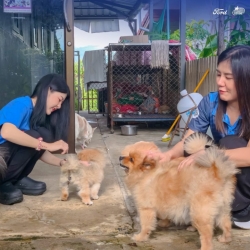 539609719_1096934679251892_3090077738906729028_n.jpg - ฟอร์ด อเมริกันมอเตอร์ เชียงใหม่ ทำด้วยใจ! ให้น้องๆสี่ขา | https://www.santisookdogandcat.org