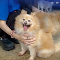 542046326_1096934532585240_4784600416282515886_n.jpg - ฟอร์ด อเมริกันมอเตอร์ เชียงใหม่ ทำด้วยใจ! ให้น้องๆสี่ขา | https://www.santisookdogandcat.org