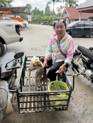 540750182_1097149029230457_1656504246259645098_n.jpg - 210 ชีวิต ได้ทำหมันแล้ว โครงการทำหมันสุนัขและแมว (Spay/Neuter) ณ เทศบาลตำบลแม่วาง สันป่าตอง เชียงใหม | https://www.santisookdogandcat.org