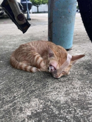 546444710_1108766348068725_6298923274579496253_n.jpg - update มิ้วน้อย | https://www.santisookdogandcat.org