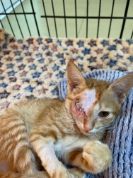 547669988_1108766434735383_3889379480005981571_n.jpg - update มิ้วน้อย | https://www.santisookdogandcat.org