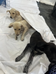 551035100_1116613337284026_5106477422343625224_n.jpg - เสร็จสิ้นโครงการทำหมัน ฉีดวัคซีนพิษสุนัขบ้า มูลนิธิสันติสุขเพื่อสุนัขและแมวจรจัดร่วมกับเทศบาลตำบลเกา | https://www.santisookdogandcat.org