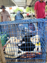 552934363_1116612523950774_7531068488245473739_n.jpg - เสร็จสิ้นโครงการทำหมัน ฉีดวัคซีนพิษสุนัขบ้า มูลนิธิสันติสุขเพื่อสุนัขและแมวจรจัดร่วมกับเทศบาลตำบลเกา | https://www.santisookdogandcat.org