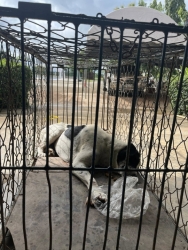 553246174_1116613277284032_1142334915184987473_n.jpg - เสร็จสิ้นโครงการทำหมัน ฉีดวัคซีนพิษสุนัขบ้า มูลนิธิสันติสุขเพื่อสุนัขและแมวจรจัดร่วมกับเทศบาลตำบลเกา | https://www.santisookdogandcat.org