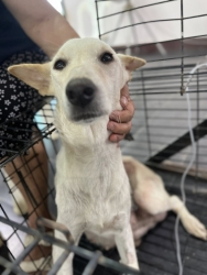 553440684_1116612317284128_8555332244941917373_n.jpg - เสร็จสิ้นโครงการทำหมัน ฉีดวัคซีนพิษสุนัขบ้า มูลนิธิสันติสุขเพื่อสุนัขและแมวจรจัดร่วมกับเทศบาลตำบลเกา | https://www.santisookdogandcat.org