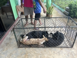 555512829_1116613260617367_3589618634289658876_n.jpg - เสร็จสิ้นโครงการทำหมัน ฉีดวัคซีนพิษสุนัขบ้า มูลนิธิสันติสุขเพื่อสุนัขและแมวจรจัดร่วมกับเทศบาลตำบลเกา | https://www.santisookdogandcat.org