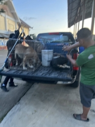 558089144_1126058246339535_1007676302560396226_n.jpg - TNR stray, dog spay and neuter.  by Santisook dogs and cats rescue foundation in Lampung  การเกิดที่ | https://www.santisookdogandcat.org