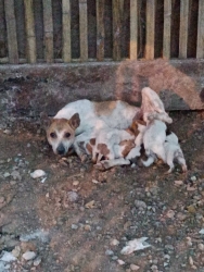 558157621_1126057676339592_5228914242950144494_n.jpg - TNR stray, dog spay and neuter.  by Santisook dogs and cats rescue foundation in Lampung  การเกิดที่ | https://www.santisookdogandcat.org