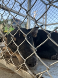 558345175_1126057766339583_7710733404620140024_n.jpg - TNR stray, dog spay and neuter.  by Santisook dogs and cats rescue foundation in Lampung  การเกิดที่ | https://www.santisookdogandcat.org