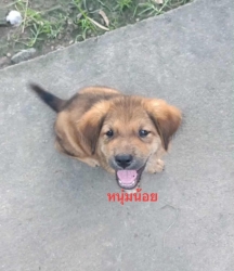 561618938_1135867532025273_323141760867739199_n.jpg - Puppies for adoptions | https://www.santisookdogandcat.org