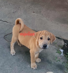 565126826_1135867158691977_8901066048306143195_n.jpg - Puppies for adoptions | https://www.santisookdogandcat.org