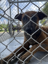 565137202_1137672628511430_3523415527848333485_n.jpg - โครงการ Trap, Spay/Neuter, and Return โดย: มูลนิธิสันติสุขเพื่อสุนัขและแมวจรจัด ✅   | https://www.santisookdogandcat.org