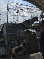 565187995_1137672498511443_451489966568576067_n.jpg - โครงการ Trap, Spay/Neuter, and Return โดย: มูลนิธิสันติสุขเพื่อสุนัขและแมวจรจัด ✅   | https://www.santisookdogandcat.org