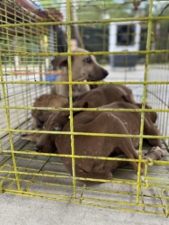 565690108_1137672421844784_2229715122173812305_n.jpg - โครงการ Trap, Spay/Neuter, and Return โดย: มูลนิธิสันติสุขเพื่อสุนัขและแมวจรจัด ✅   | https://www.santisookdogandcat.org