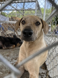 565844860_1137672581844768_4141909810488848947_n.jpg - โครงการ Trap, Spay/Neuter, and Return โดย: มูลนิธิสันติสุขเพื่อสุนัขและแมวจรจัด ✅   | https://www.santisookdogandcat.org