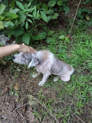 520195439_1139328258345867_1138069717330016468_n.jpg - สุนัขถูกทิ้ง เมื่อแก่ เมื่อหมดความน่ารัก เจ็บป่วยเหม็น เขาคือสิ่งมีชีวิตที่ไม่มีโอกาส ร้องขอความเห็น | https://www.santisookdogandcat.org