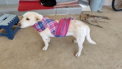 568675347_1140626344882725_6641117410904604455_n.jpg - พร้อมมาก❤️ เทศกาลจุดพลุ ที่กำลังจะมาถึง  แสนสนุกสำหรับมนุษย์ แต่สร้างความหวาดกลัวแสนสาหัส ให้กับสรรพ | https://www.santisookdogandcat.org