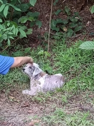 573329673_1145463417732351_4072821485268724654_n.jpg - เลือกได้ก็คงไม่อยากถูกทิ้ง 1: ตัวป่วยTVT 1:ตัวแก่โรคผิวหนัง สุนัขทั้งสองถูกทิ้งที่ม่อนพยาแช่ คุณAmph | https://www.santisookdogandcat.org