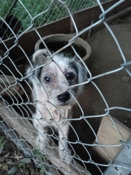 574622758_1145463444399015_4422197258414504887_n.jpg - เลือกได้ก็คงไม่อยากถูกทิ้ง 1: ตัวป่วยTVT 1:ตัวแก่โรคผิวหนัง สุนัขทั้งสองถูกทิ้งที่ม่อนพยาแช่ คุณAmph | https://www.santisookdogandcat.org