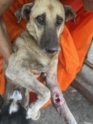 579196041_1155062900105736_7479765855814398000_n.jpg - อัปเดตอาการ สุนัขได้รับการผ่าตัดเอาขาออกแล้ว และรอรักษาตัวตัดไหมเสร็จจึงกลับวัดได้ | https://www.santisookdogandcat.org