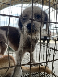 581065887_1160098716268821_6004420624841348532_n.jpg - update❤️ สุนัขป่วยถูกทิ้ง จาก ม่อนพยาแช่ (ลำปาง)  สุนัขแก่ป่วยโรคผิวหนัง ที่เราได้เห็นว่าสุนัขต้องกา | https://www.santisookdogandcat.org