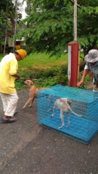 581982538_1161740456104647_4398552647693090447_n.jpg - ความผูกพันระหว่างเจ้าของและสุนัข เมื่อทางมูลนิธิไปรับสุนัขของคุณลุงไปทำหมันให้และนัดส่งกลับ คุณลุงโท | https://www.santisookdogandcat.org