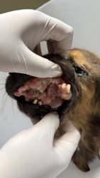 586331167_1163867399225286_1229093751322404653_n.jpg - UPDATE‼️ อาการเจ้าปิงปิง รายงานผลการรักษา ผลตรวจเลือด พบพยาธิเม็ดเลือดชนิดคอนเฟิร์ม คือ E.canis และ  | https://www.santisookdogandcat.org