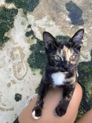 586625786_1168741135404579_7337322220949673588_n.jpg - หาบ้านให้มิ้วๆ แมวกลุ่มนี้ ทำวัคซีนครบ ตรวจโรคแล้ว อายุ5-6เดือน มีทั้งเพศผู้และเมีย ตัวจริงน่ารักมาก | https://www.santisookdogandcat.org