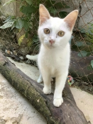 587781054_1168741192071240_2277830830815851466_n.jpg - หาบ้านให้มิ้วๆ แมวกลุ่มนี้ ทำวัคซีนครบ ตรวจโรคแล้ว อายุ5-6เดือน มีทั้งเพศผู้และเมีย ตัวจริงน่ารักมาก | https://www.santisookdogandcat.org